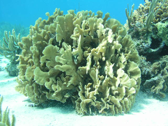Lettuce Coral