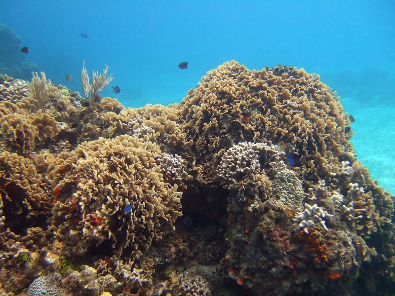 Lettuce Leaf Coral