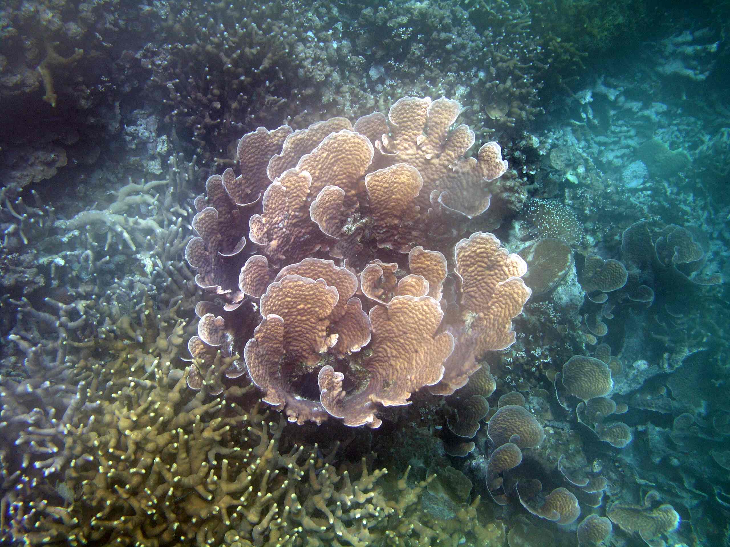 Lettuce Leaf Coral