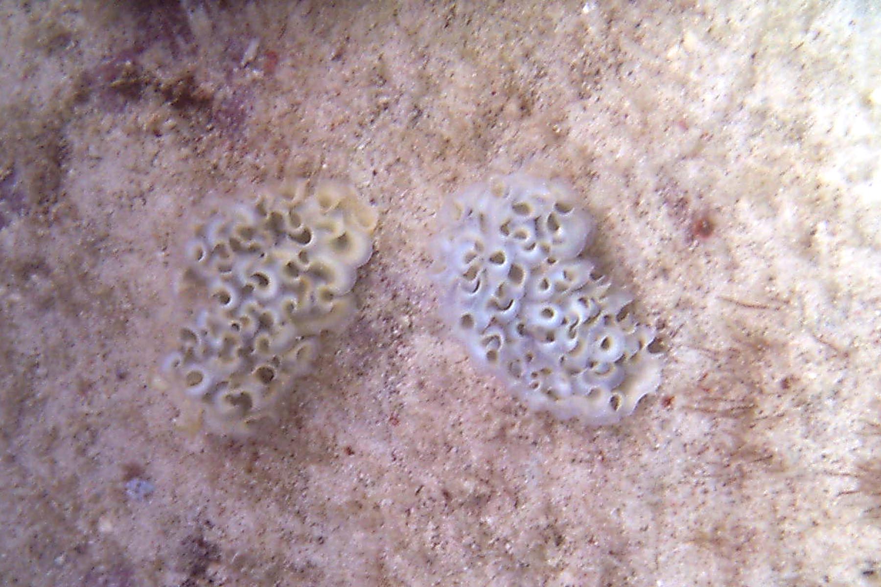 Lettuce Leaf Sea Slug - Pair