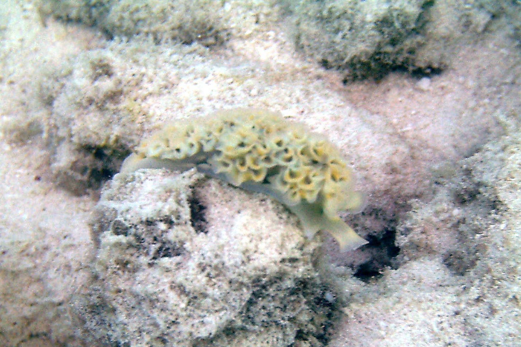 Lettuce Leaf Sea Slug