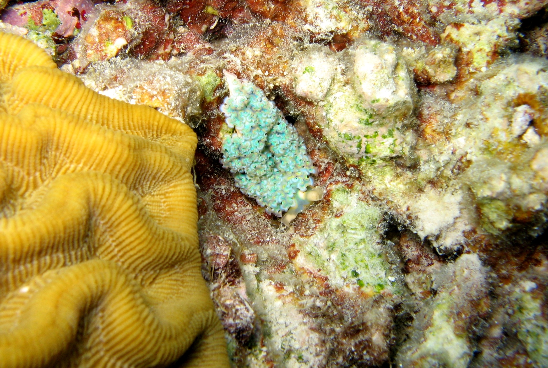 Lettuce Sea Slug