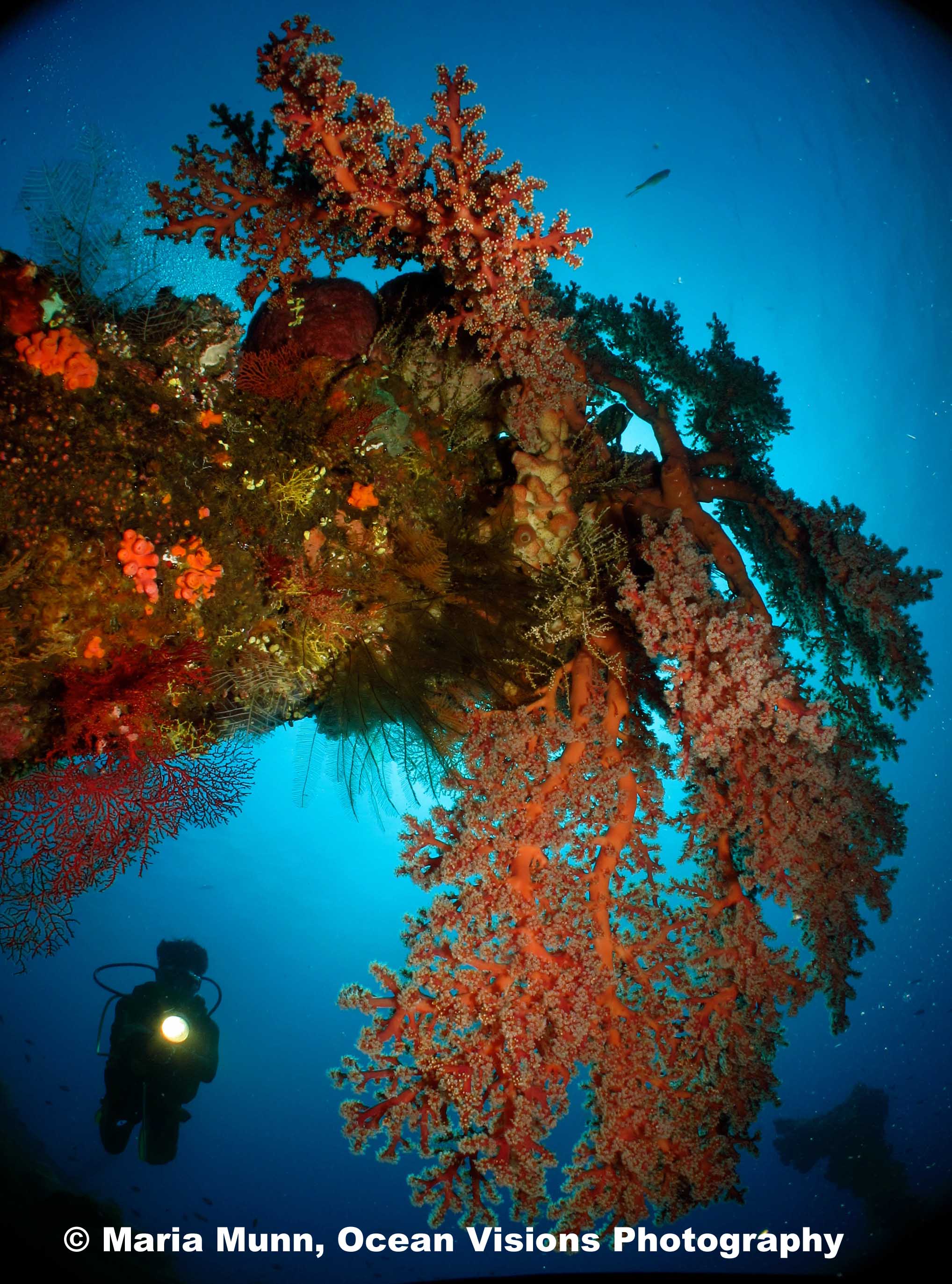 Liberty Wreck, Bali