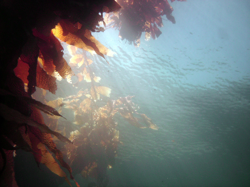 Light Filtering Through the Kelp