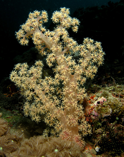 Light Yellow Soft Coral