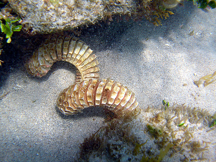 Lightning Whelk Egg Case