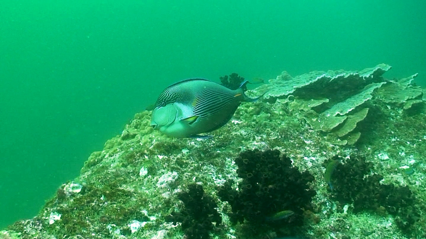 Lima Rock, Musandam, 22nd Feb 2013