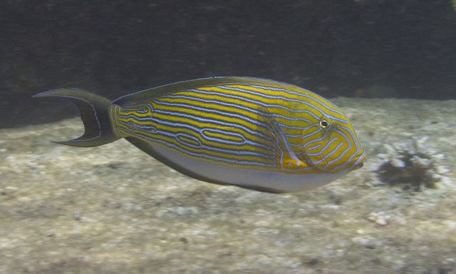 Lined-Surgeonfish