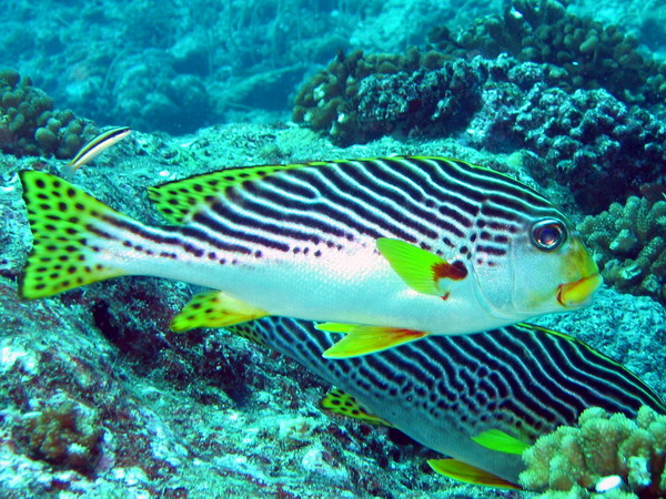 Lined Sweetlips