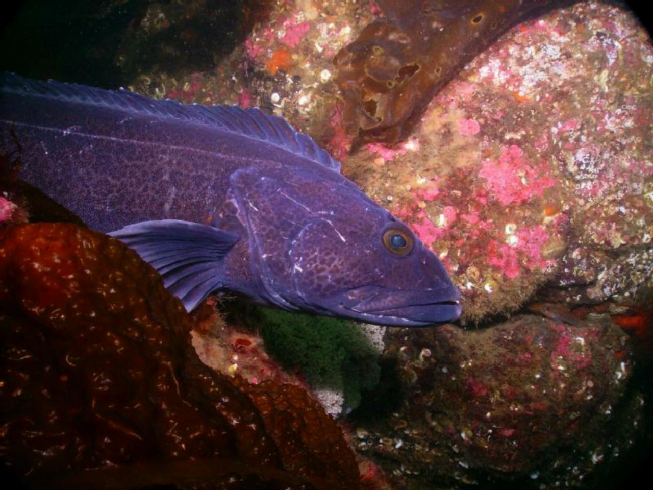 Ling Cod Guarding Egg Mass