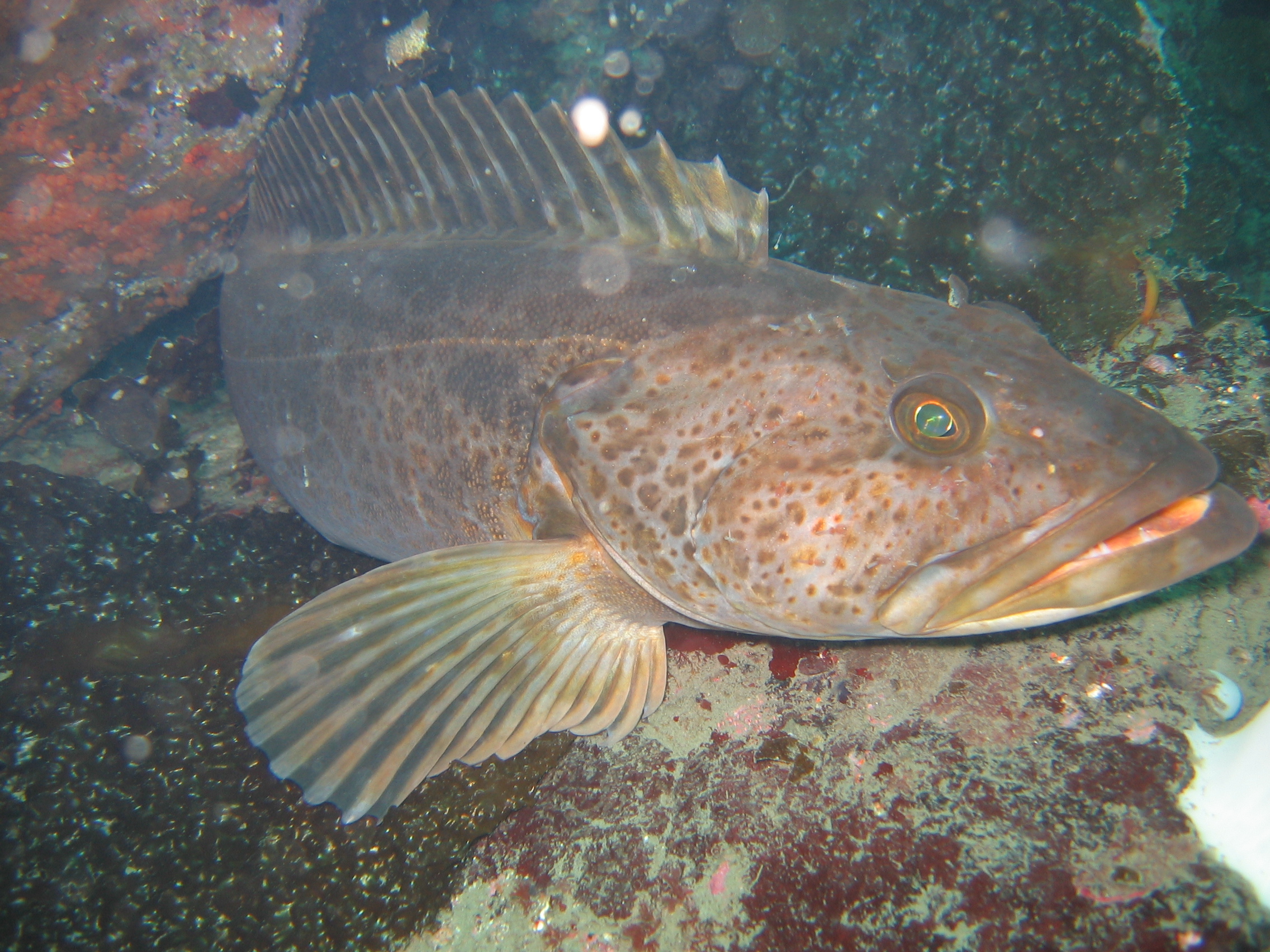 ling cod