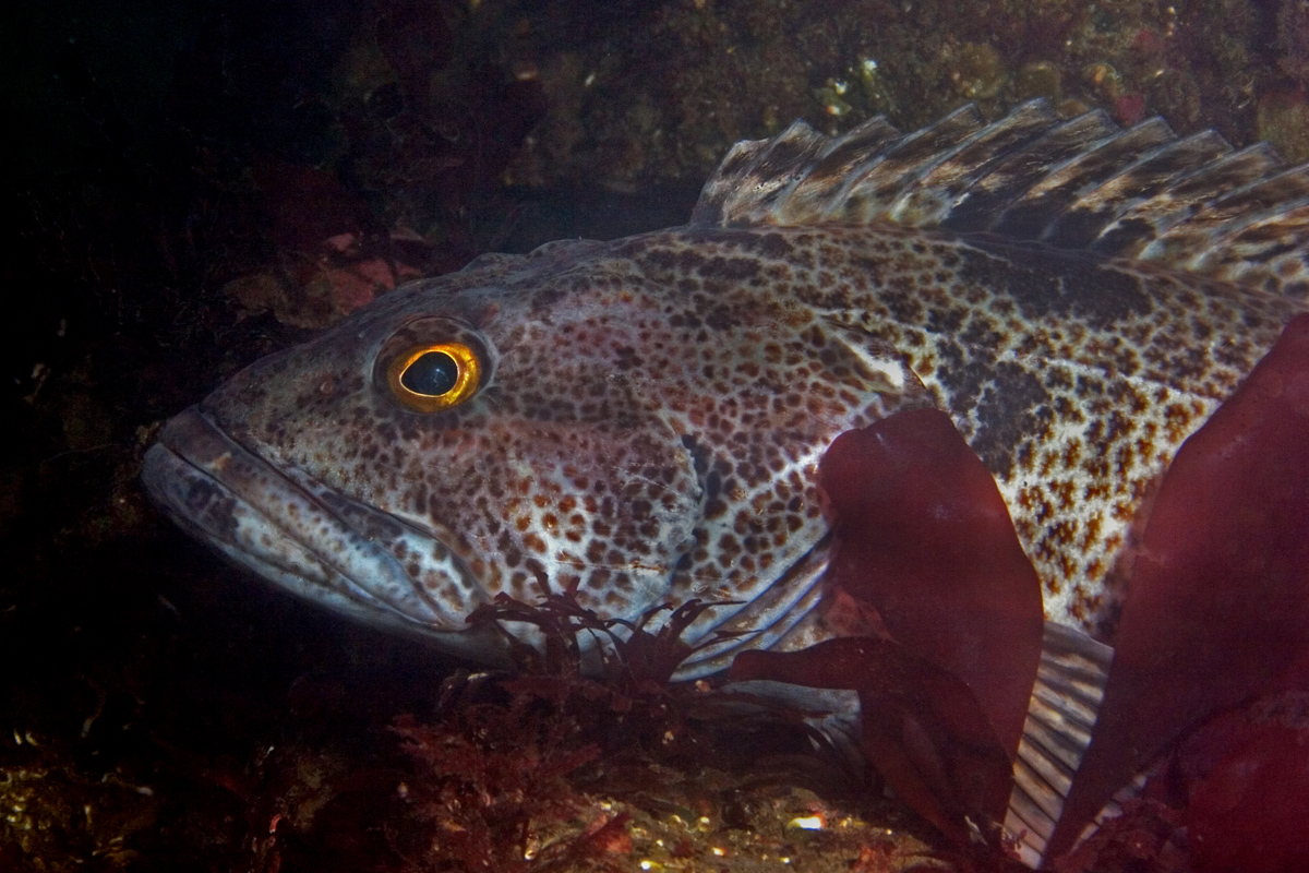 Ling Cod