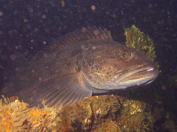 Lingcod on the Nakaya