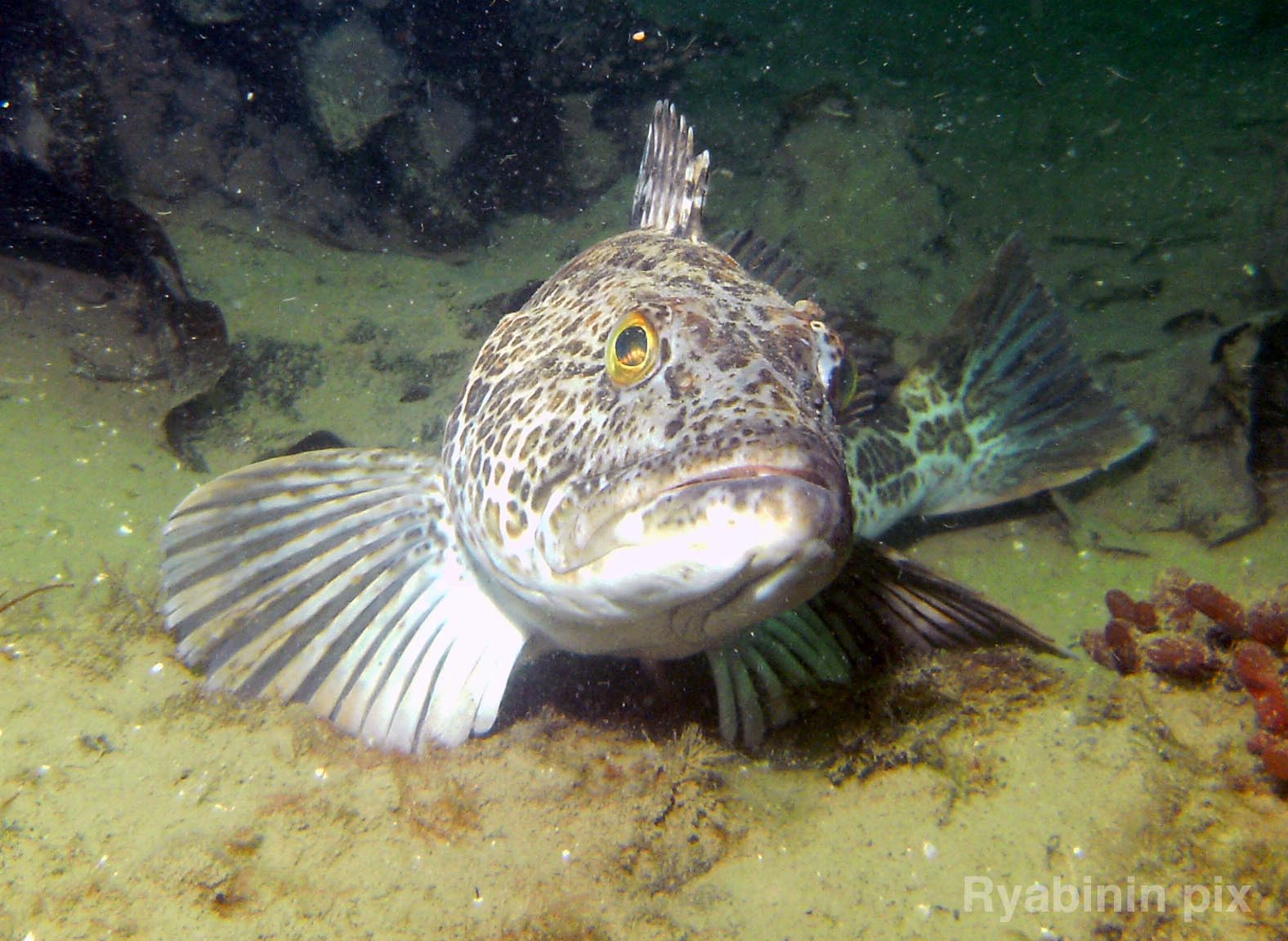 lingcod portrait