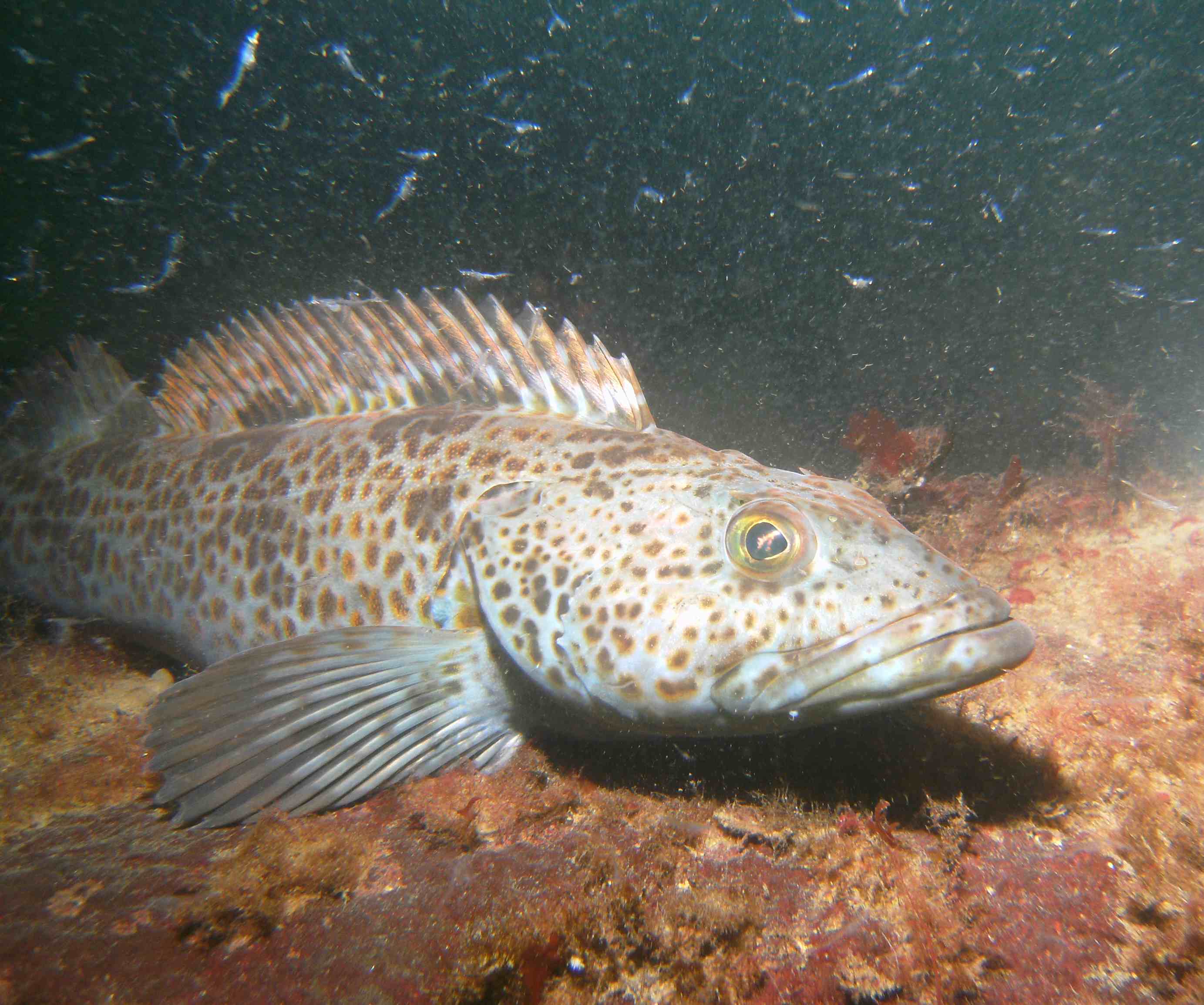 lingcod