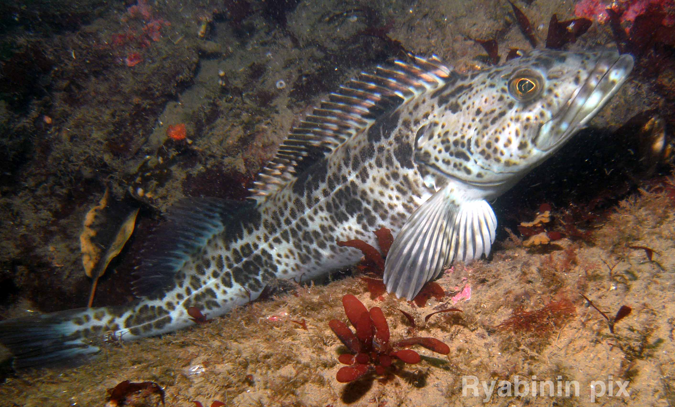 lingcod