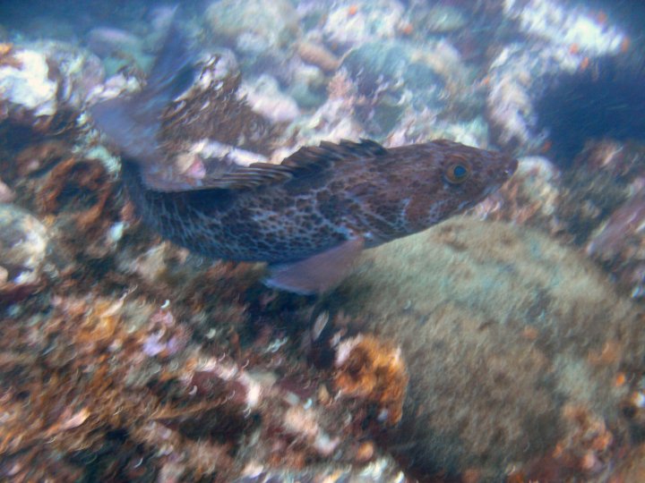 Lingcod