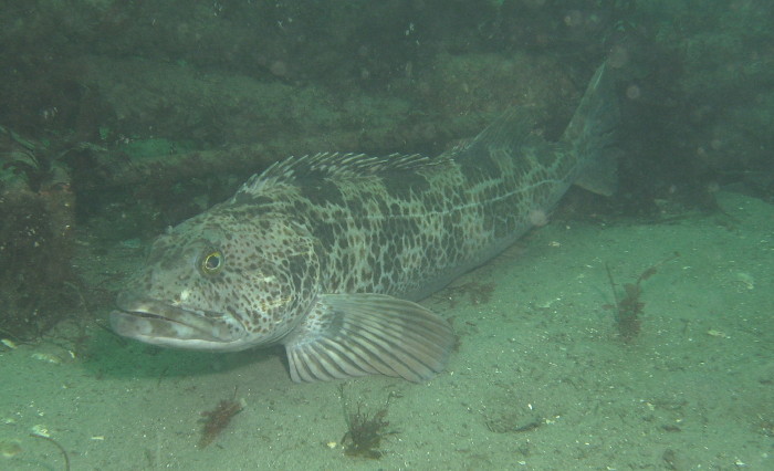 Lingcod