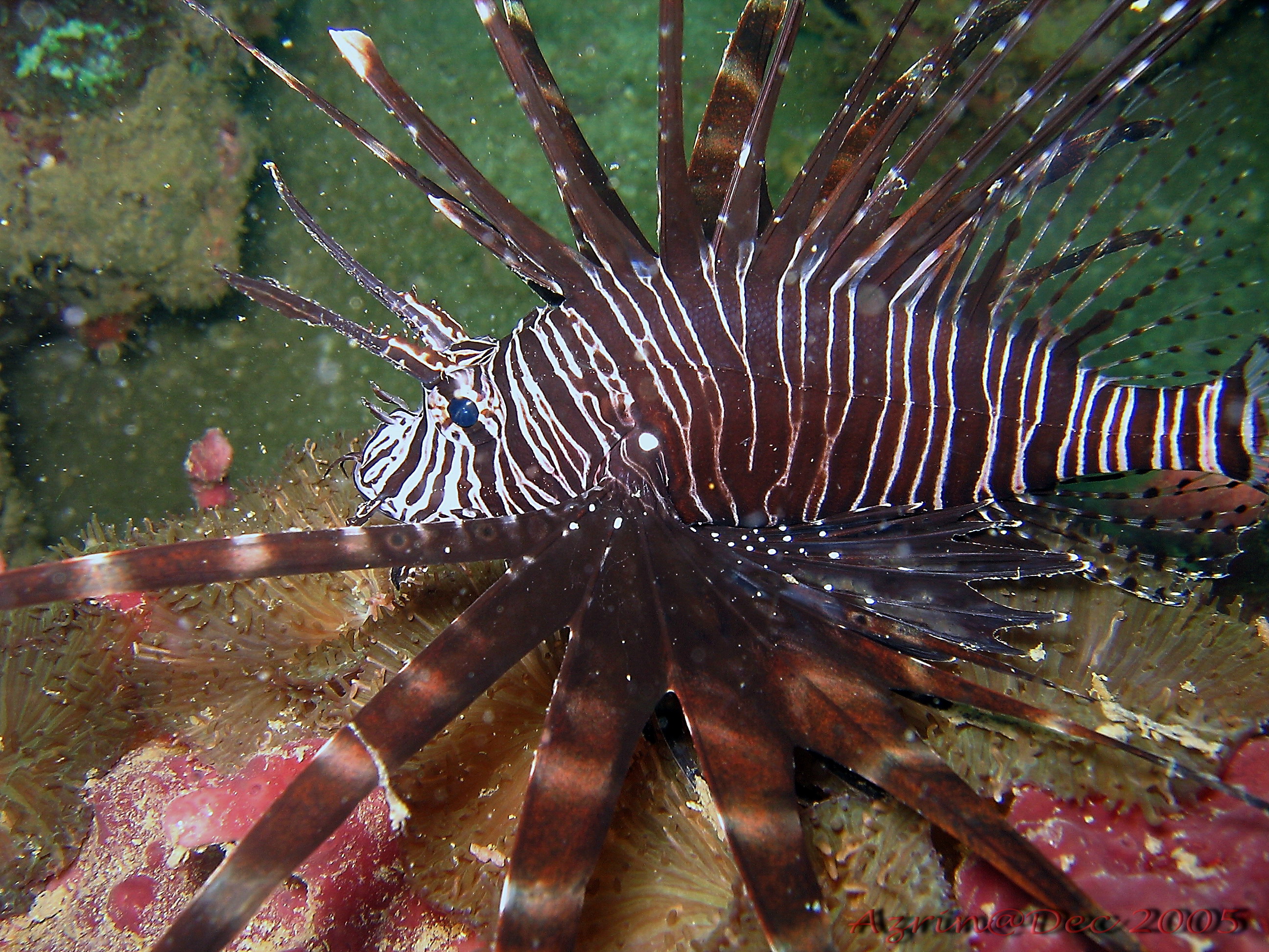 Lion Fish..again.There's 3 of them actually.