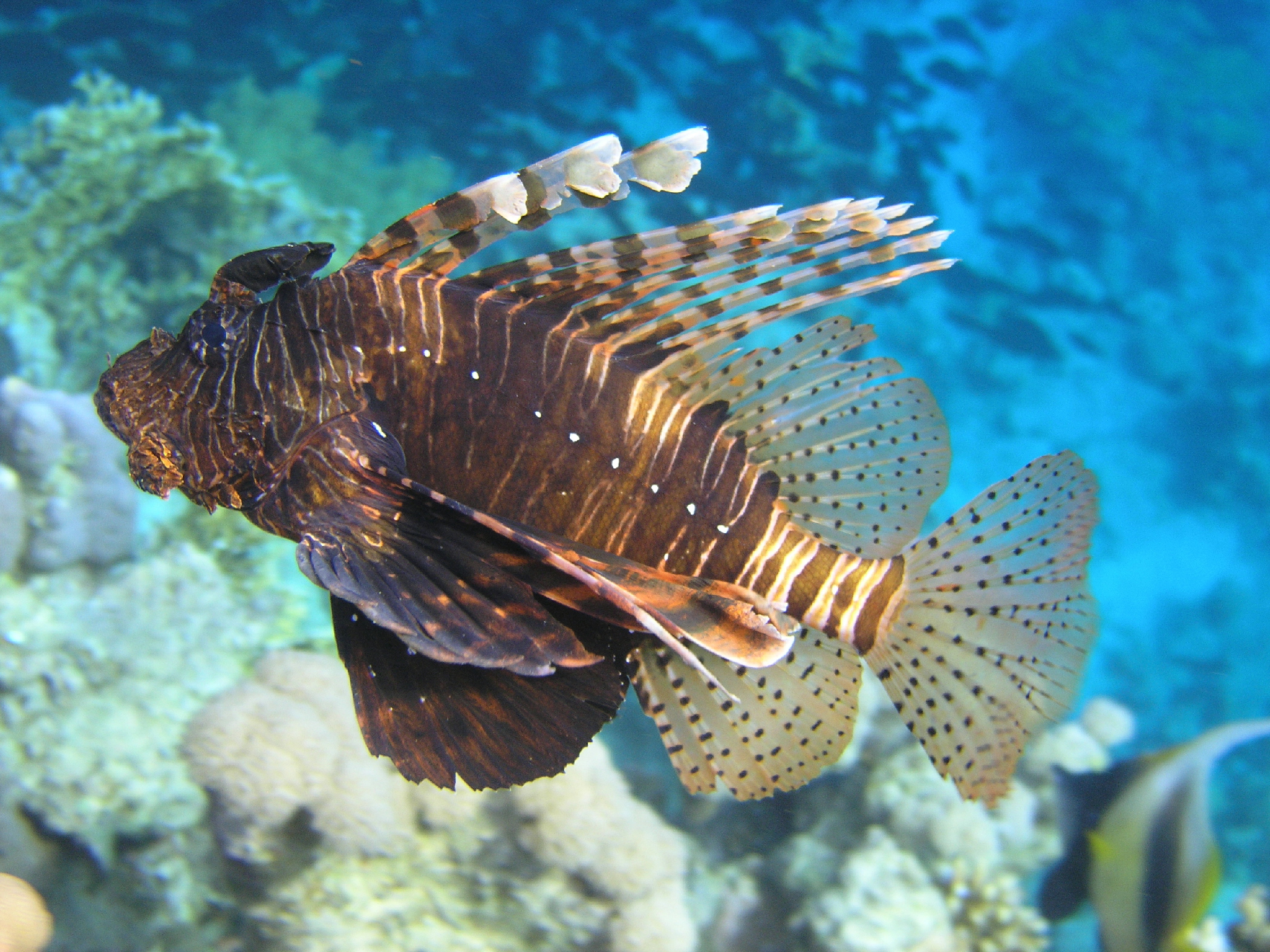 Lion fish,El fanar,Sharm.