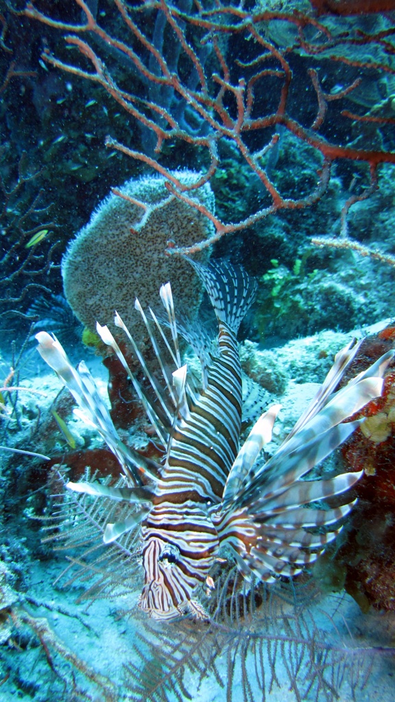 Lion fish in Belize May 2010