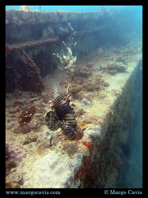 Lion fish line on a wreck