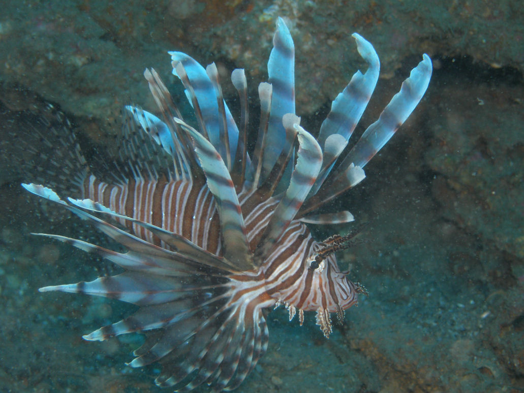 Lion Fish, Moorhead, NC