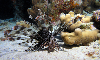 Lion Fish on the hunt