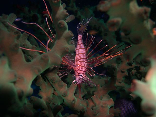 Lion fish peeking