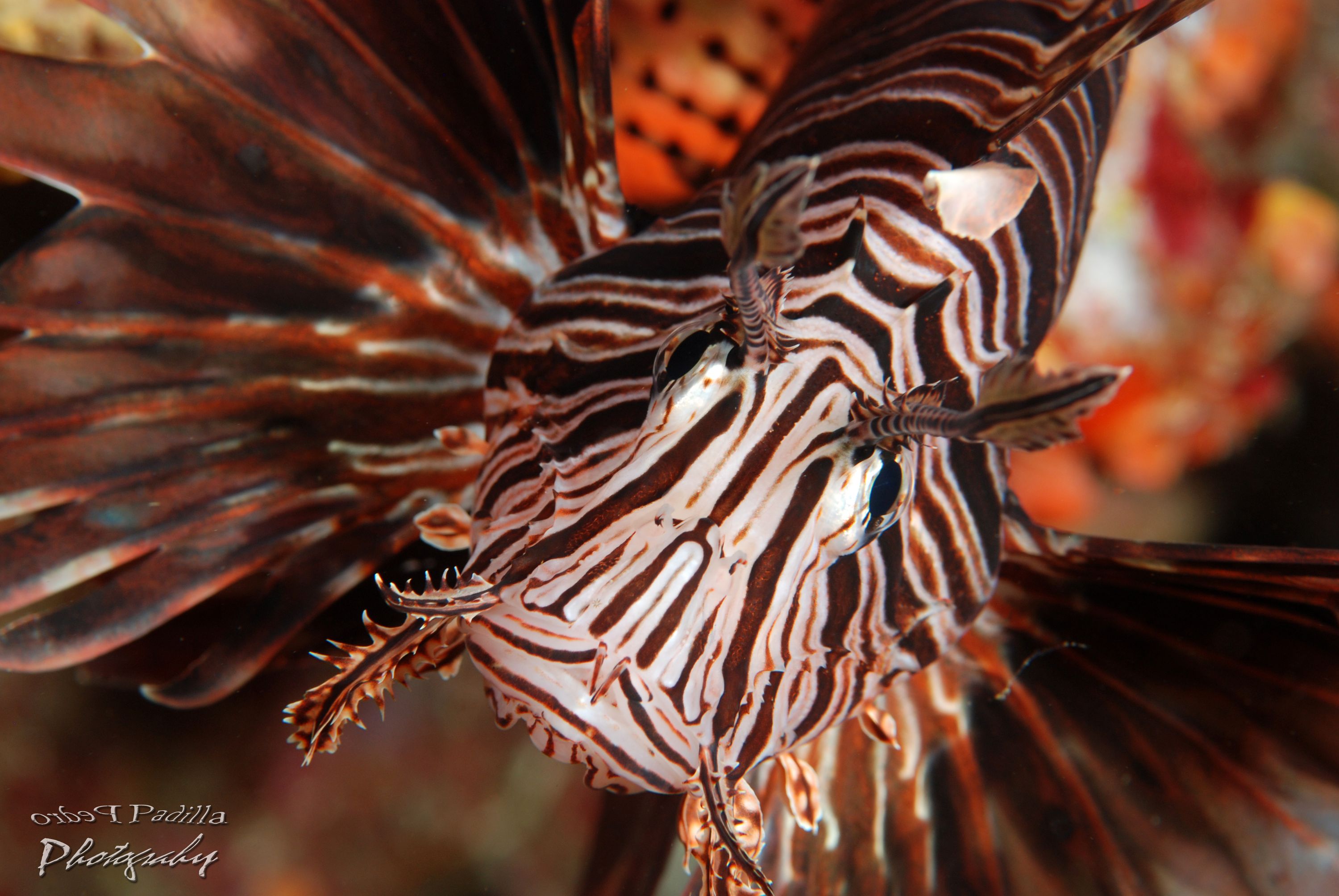 Lion Fish Portrait