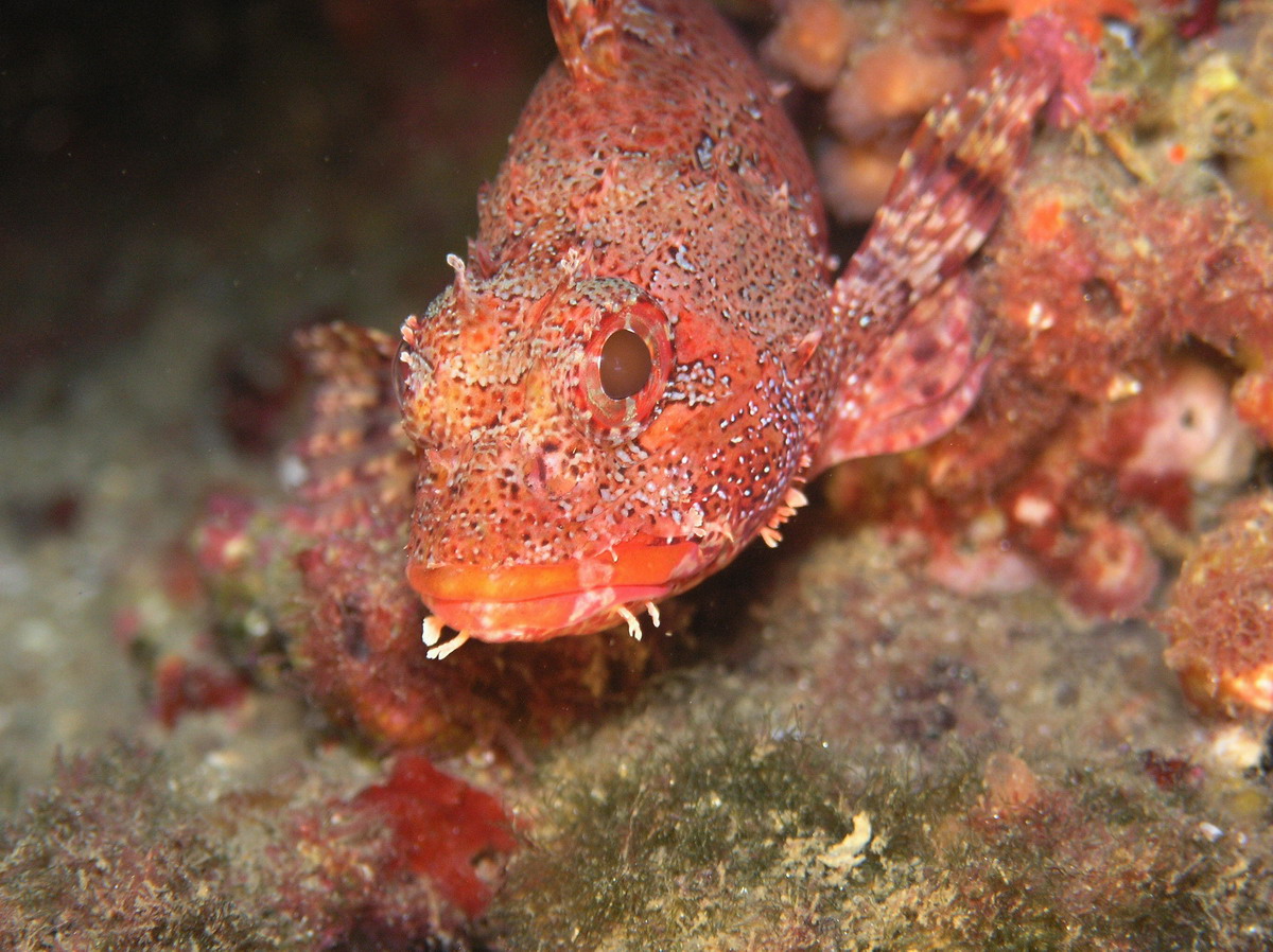 Lion fish (Scorpaena Notata)