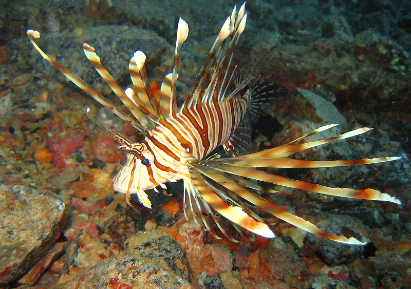 Lion fish