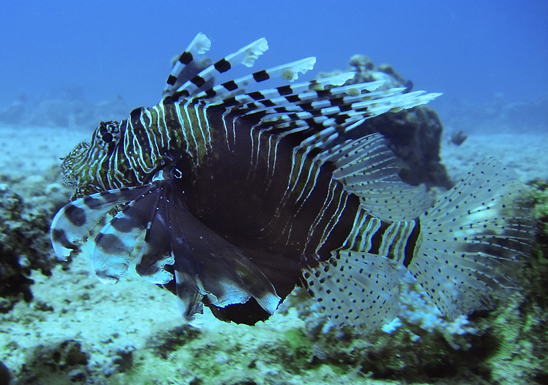 Lion fish