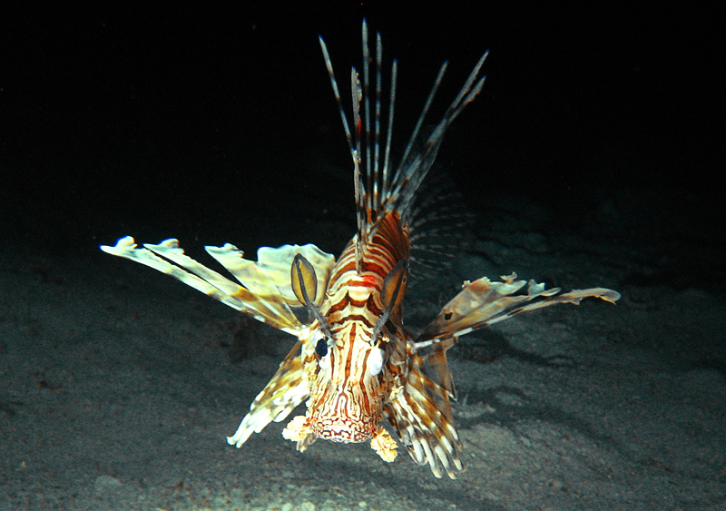 Lion fish