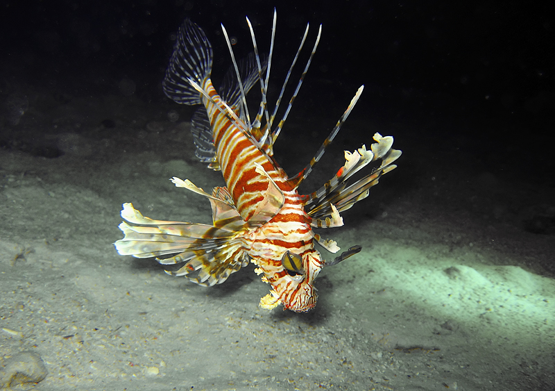 Lion fish