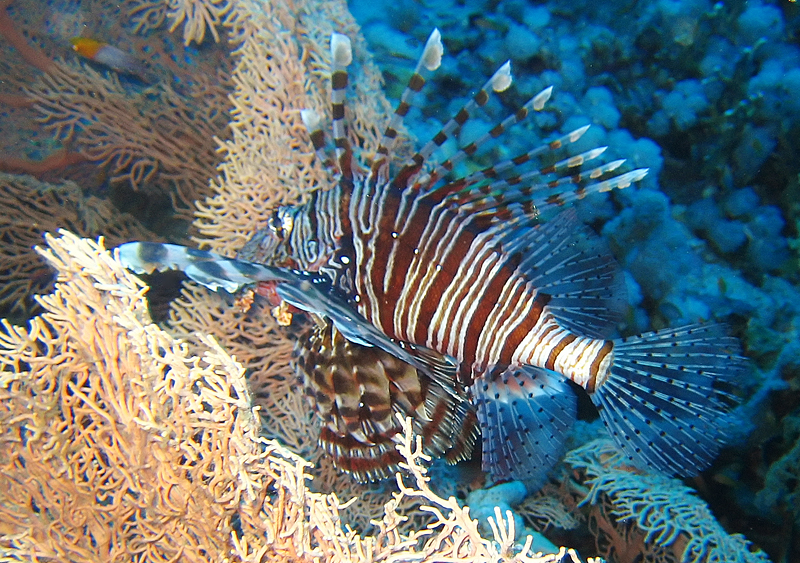 Lion fish