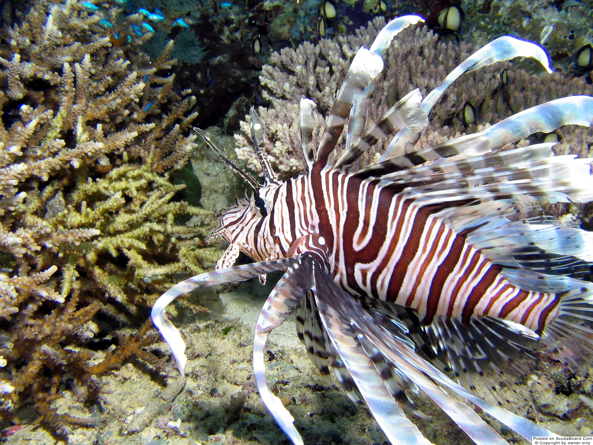 Lion Fish