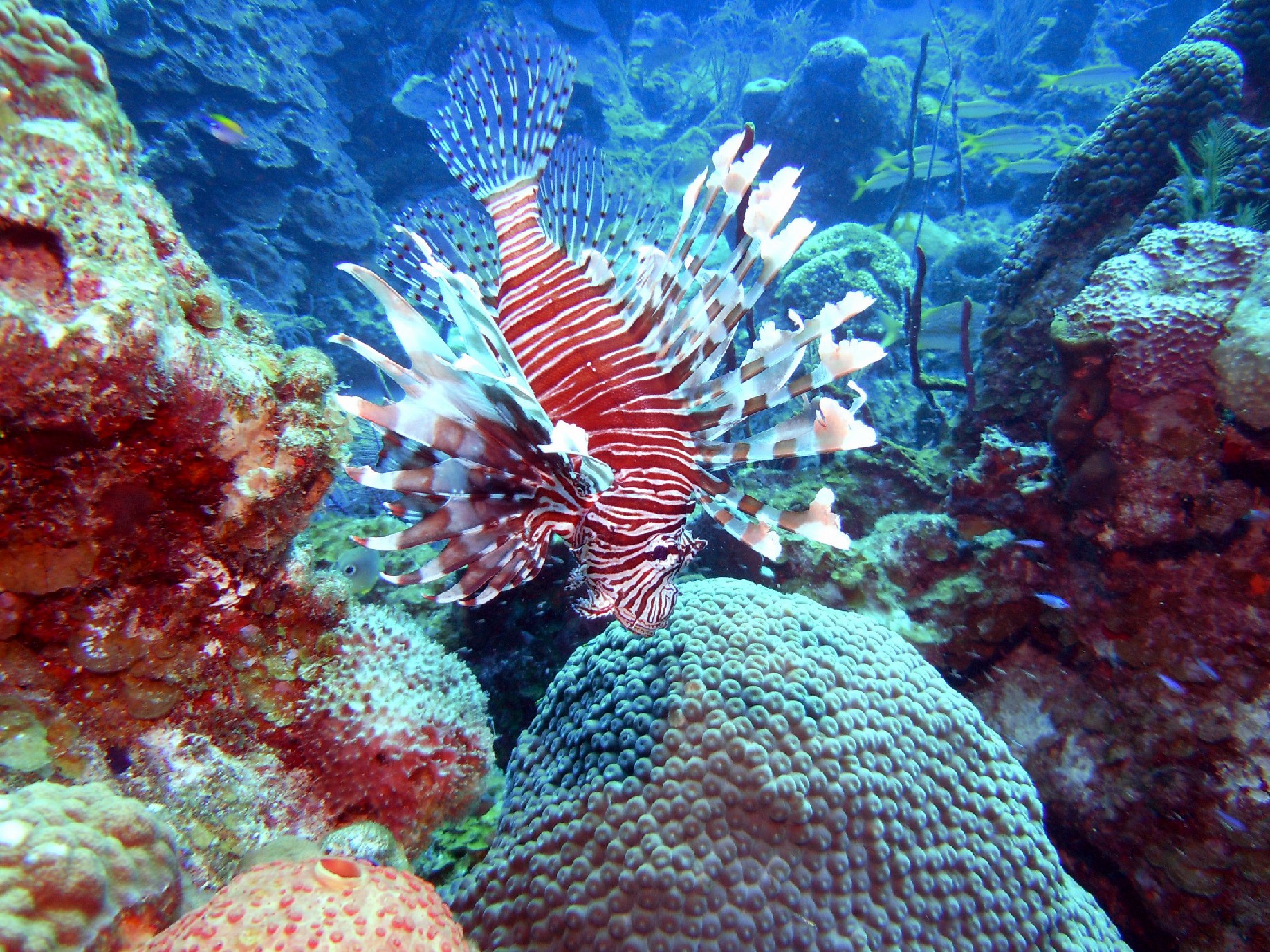 Lion Fish