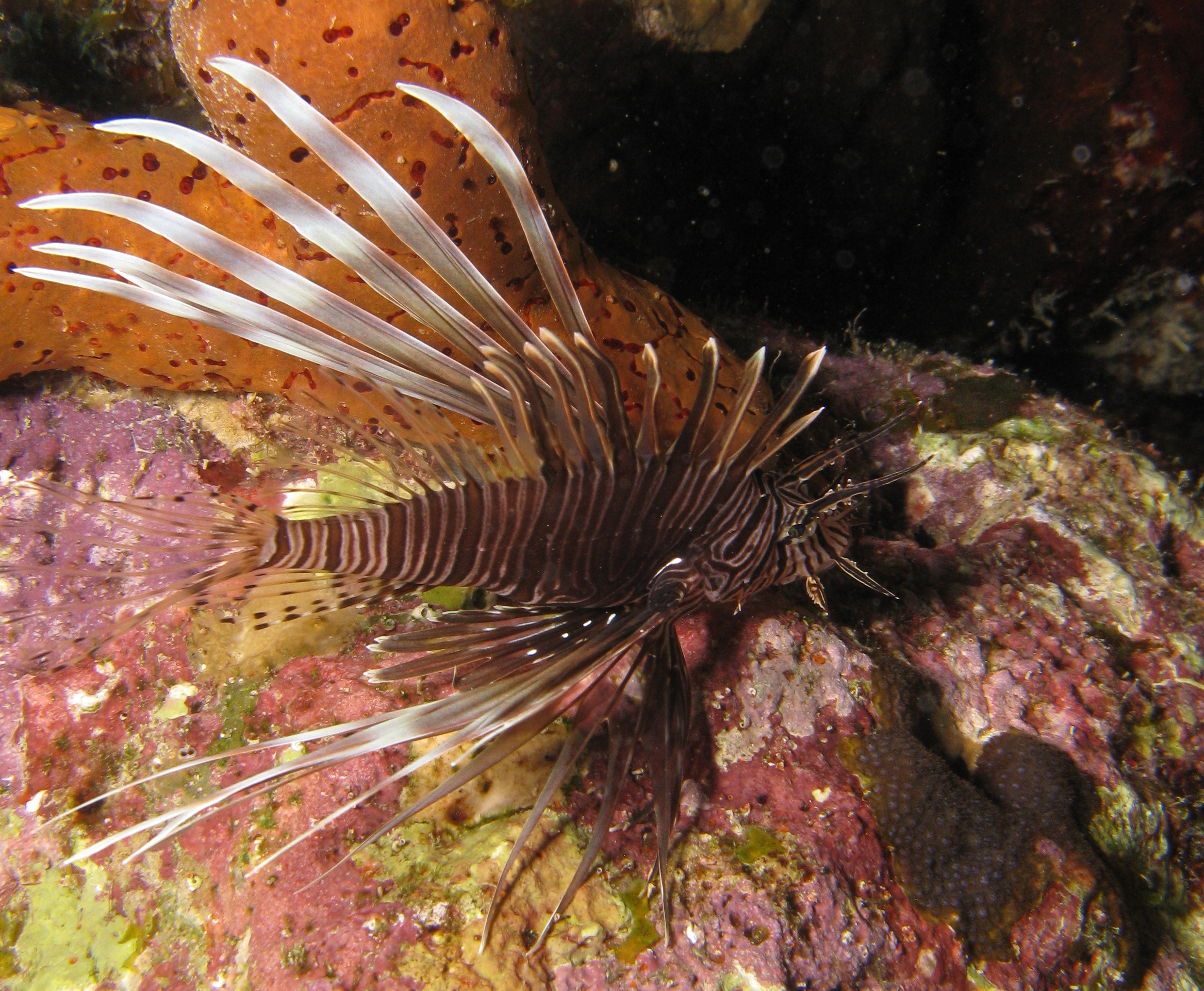 Lion Fish