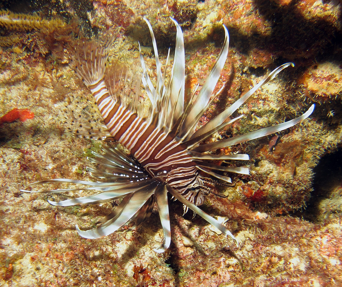 Lion Fish