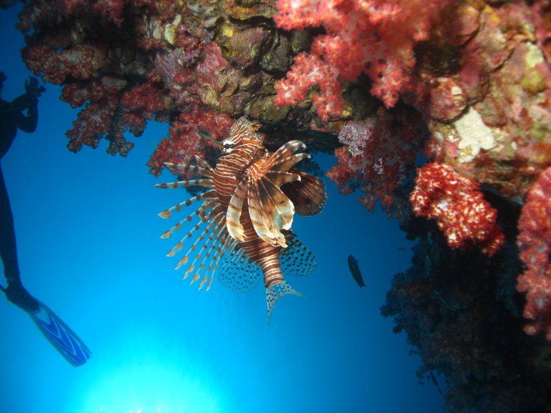 lion fish