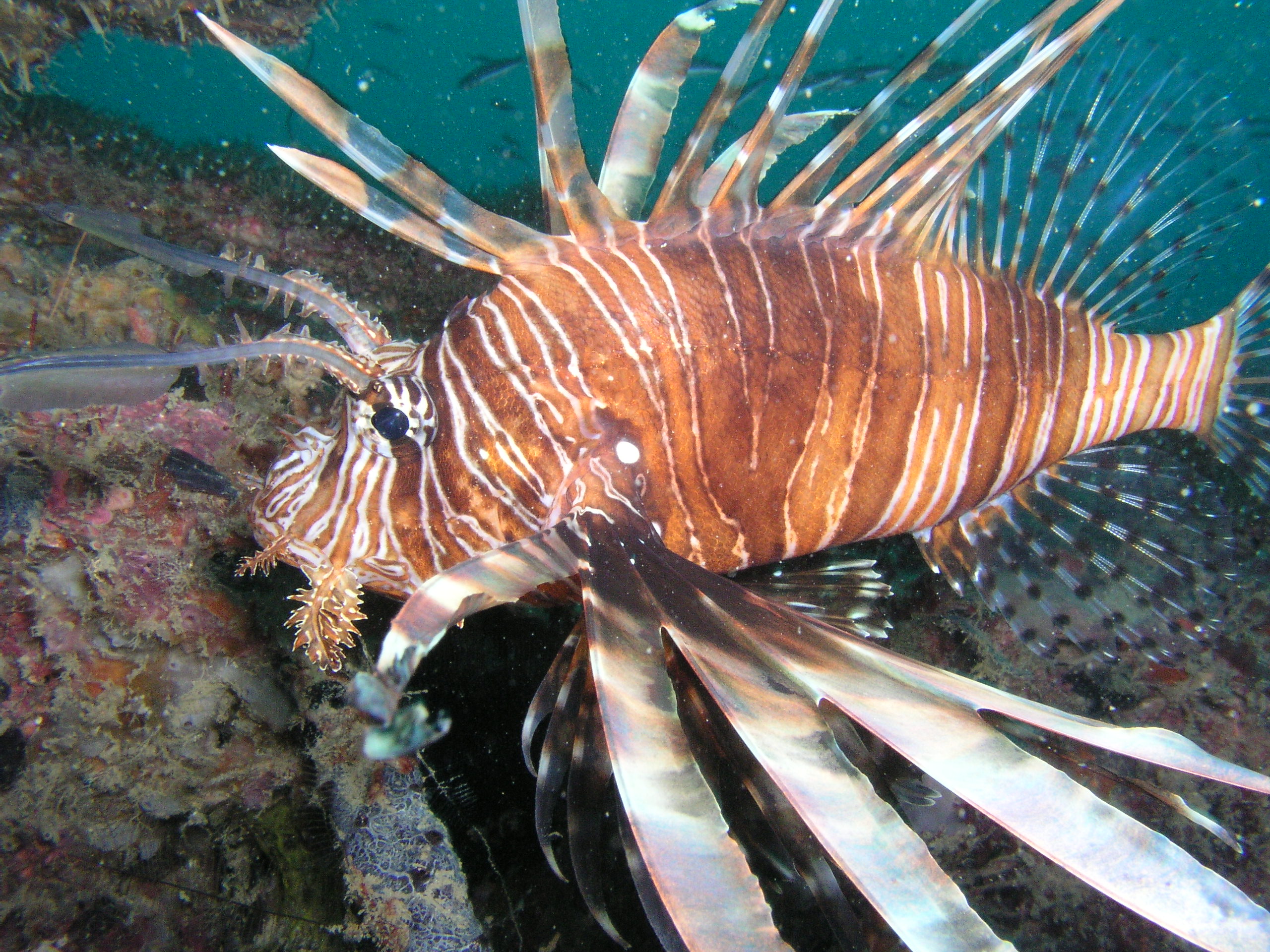 Lion Fish