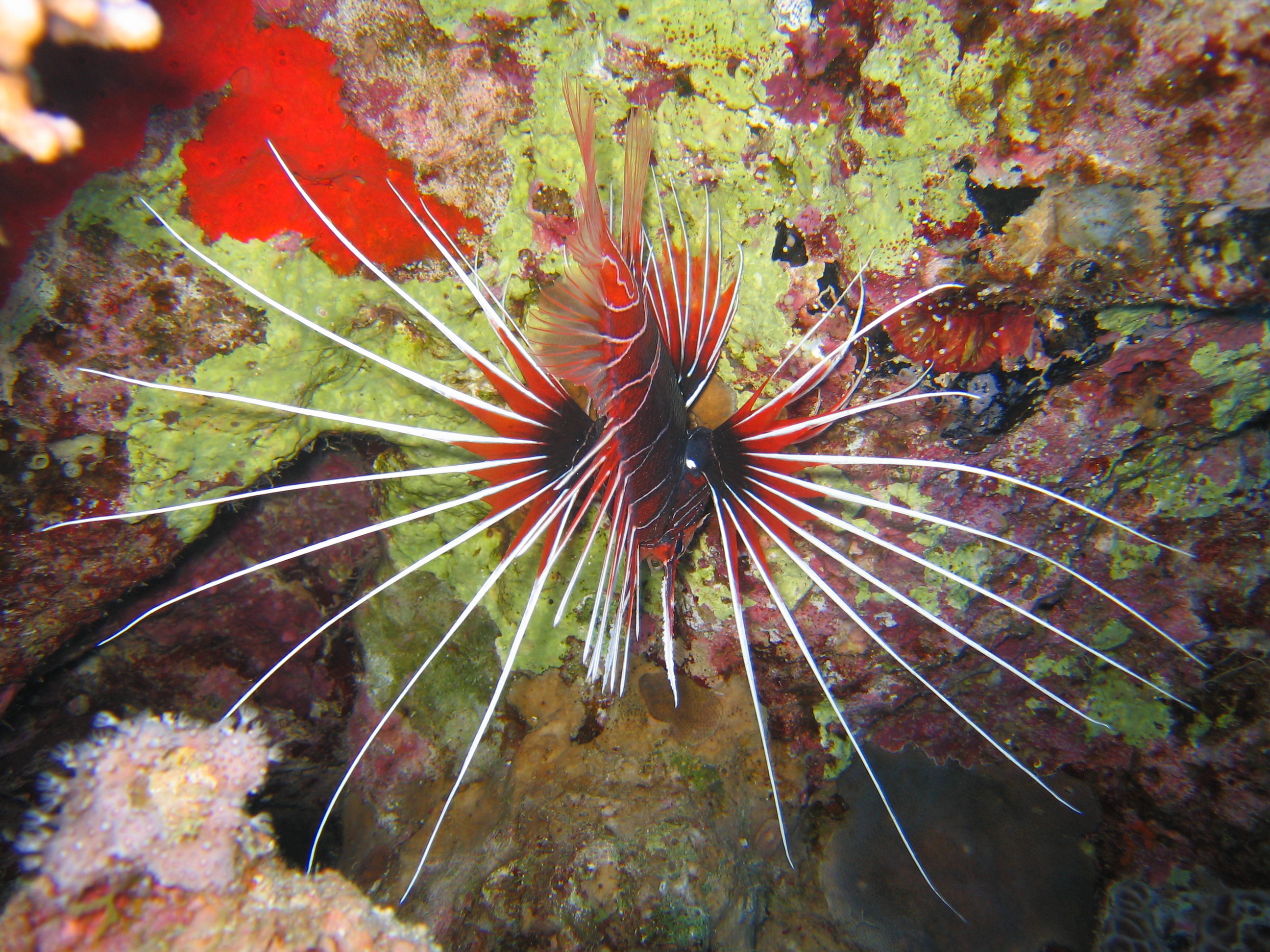 Lion Fish