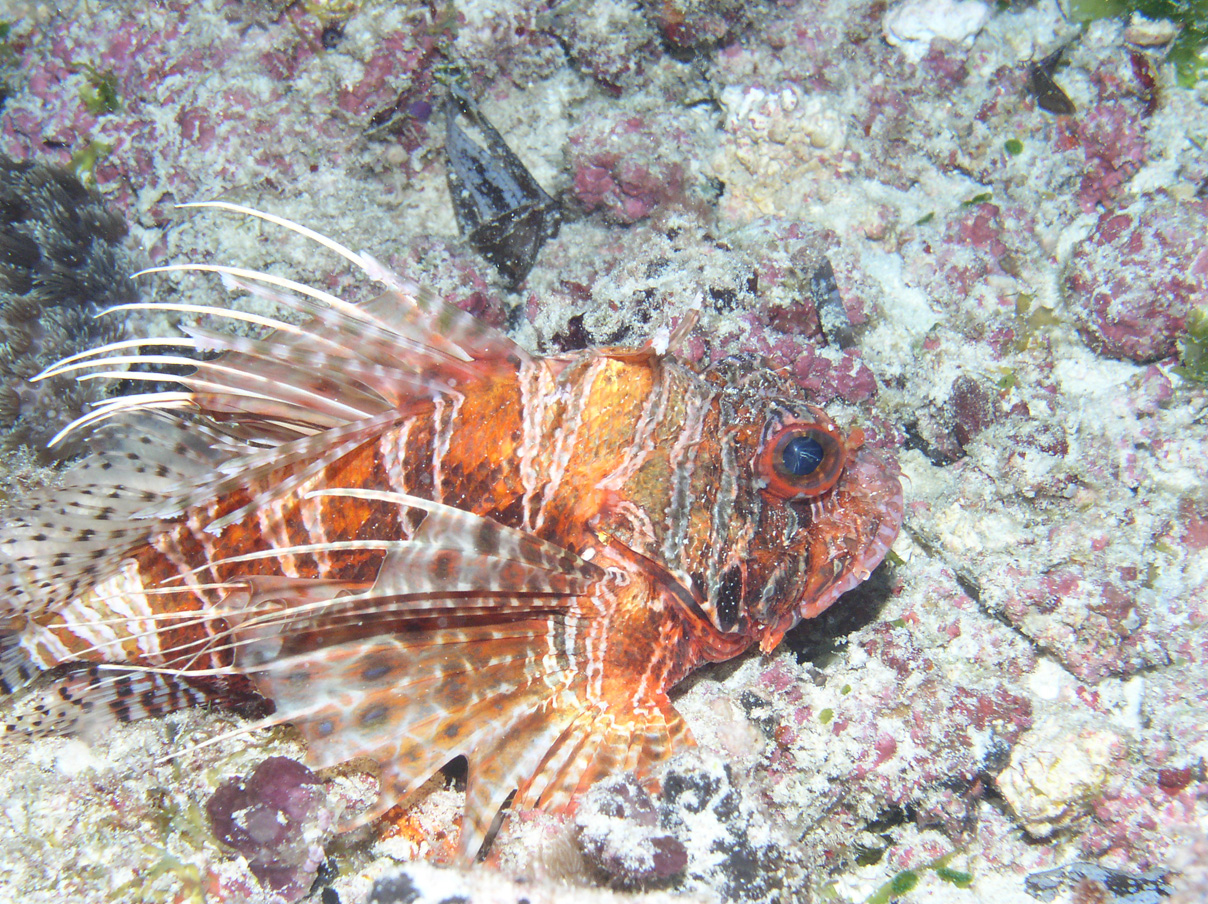 Lion Fish