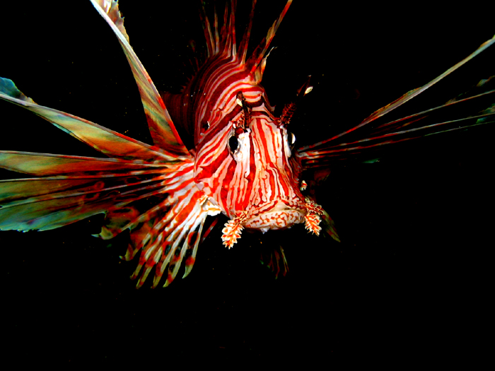 Lion Fish