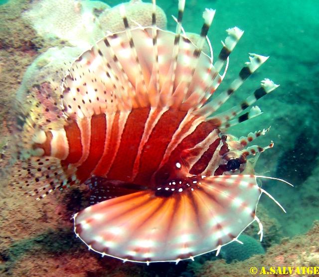 Lion fish