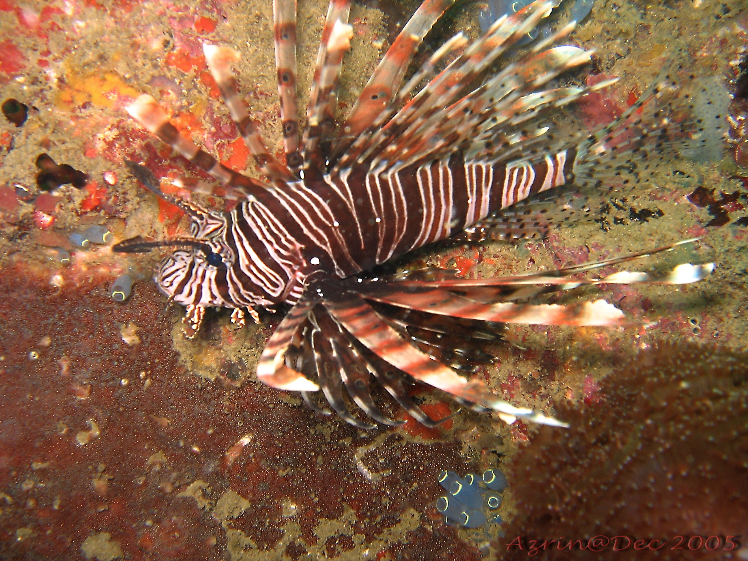 Lion Fish