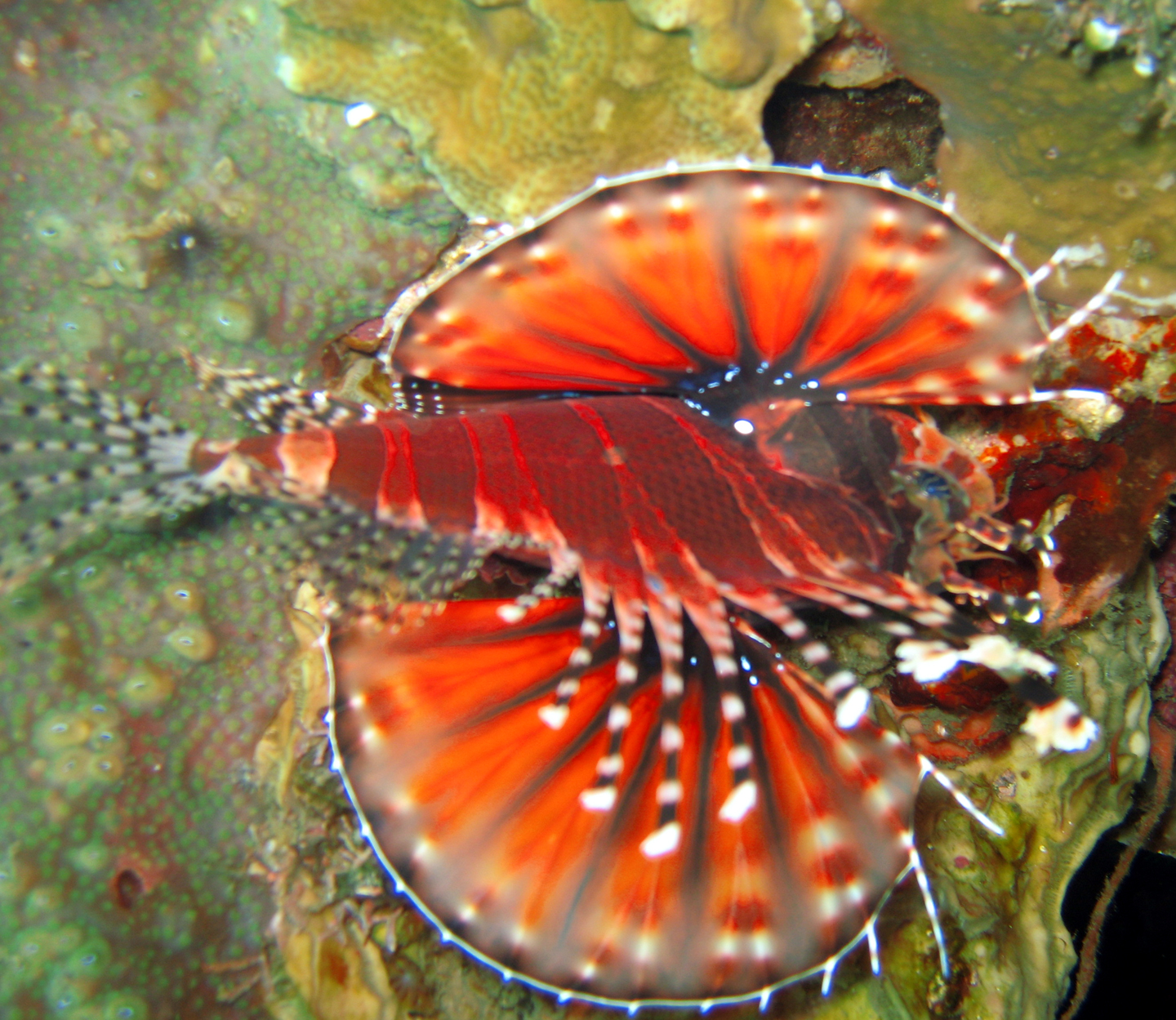 lion fish