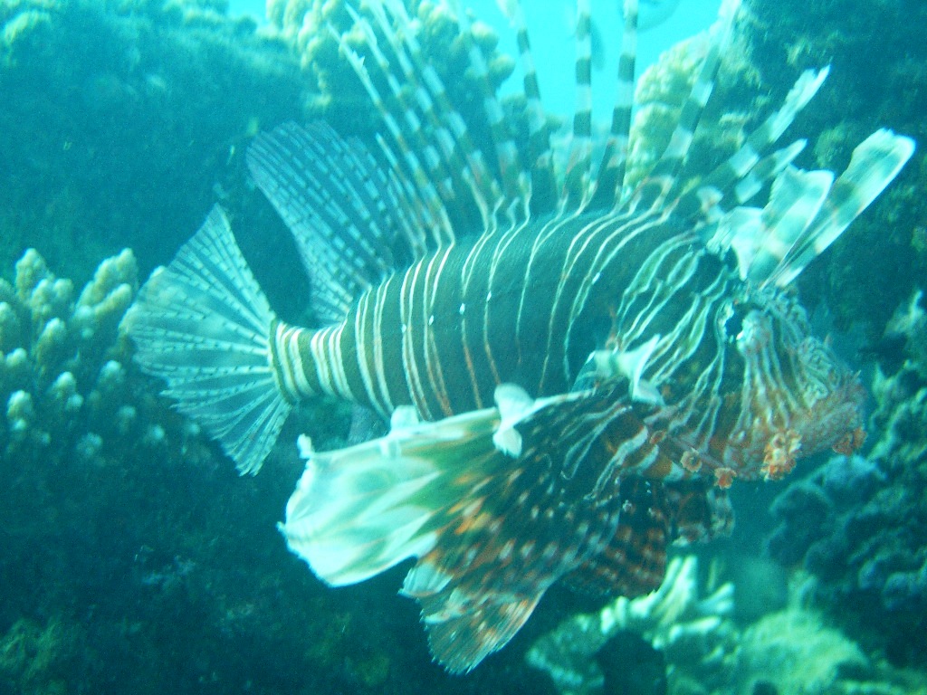 lion fish