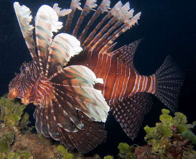 Lion Fish